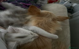 Maine Coon cats for sale: Outstanding Blue Silver Shaded Maine Coon Kittens - Image 19