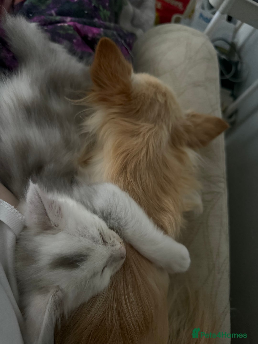 Maine Coon cats for sale: Outstanding Blue Silver Shaded Maine Coon Kittens - Image 19