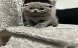 British Shorthair cats for sale: British Shorthair/Scottish Fold Kittens for sale - Image 4