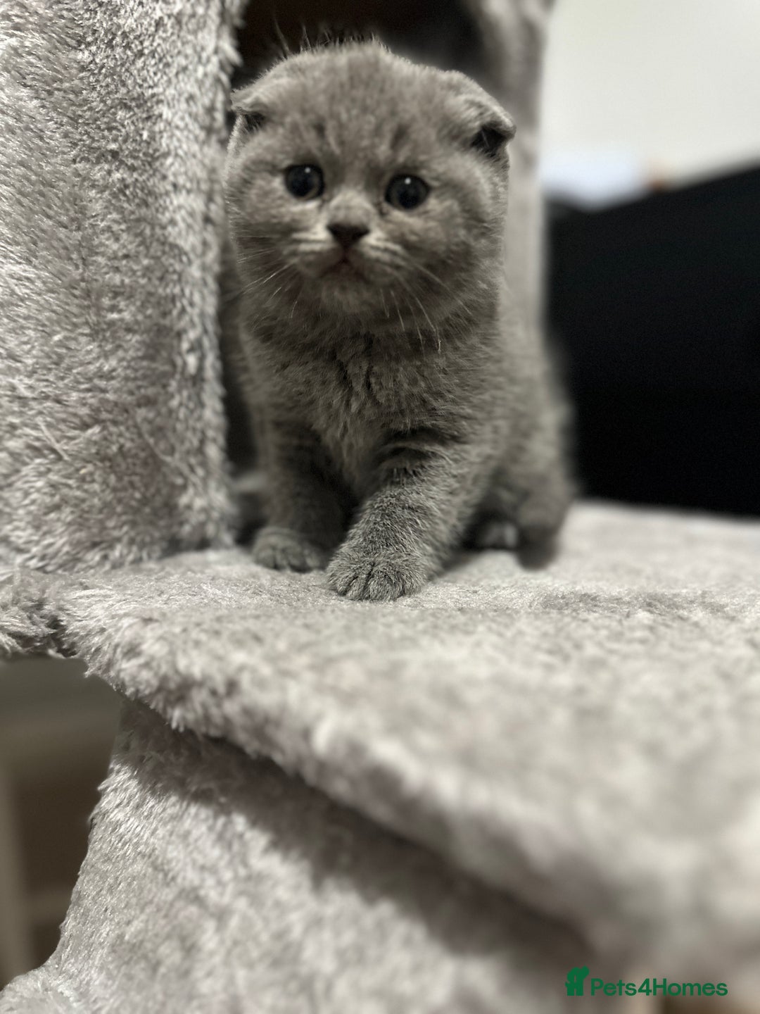 British Shorthair cats for sale: British Shorthair/Scottish Fold Kittens for sale - Image 4