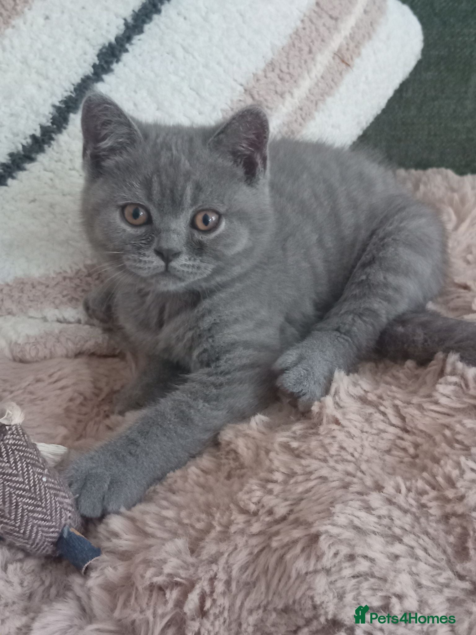 British Shorthair cats Gorgeous British short-hair kittens  - Advert 2
