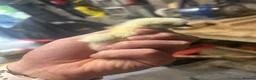 Chickens poultry for sale: Silkie Chics Unsexed in High Peak - Advert 1