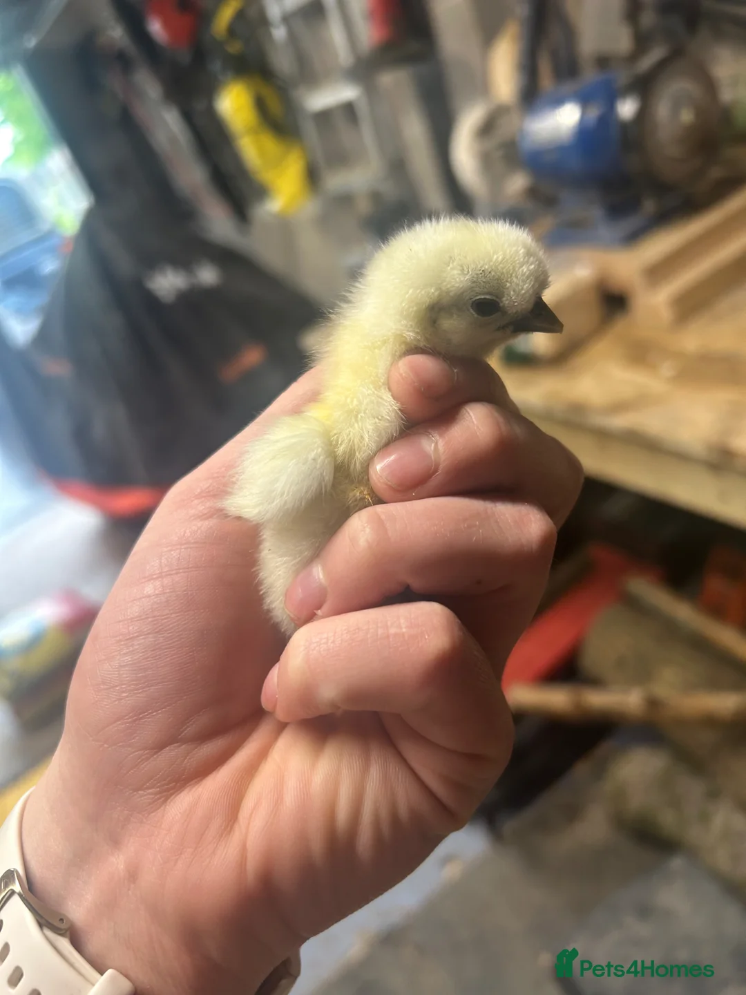 Chickens poultry for sale: Silkie Chics Unsexed in High Peak - Advert 1