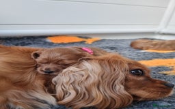 Cavapoo dogs for sale: 🎀 Beautiful F1 Cavapoo Puppies 🎀 - Image 12