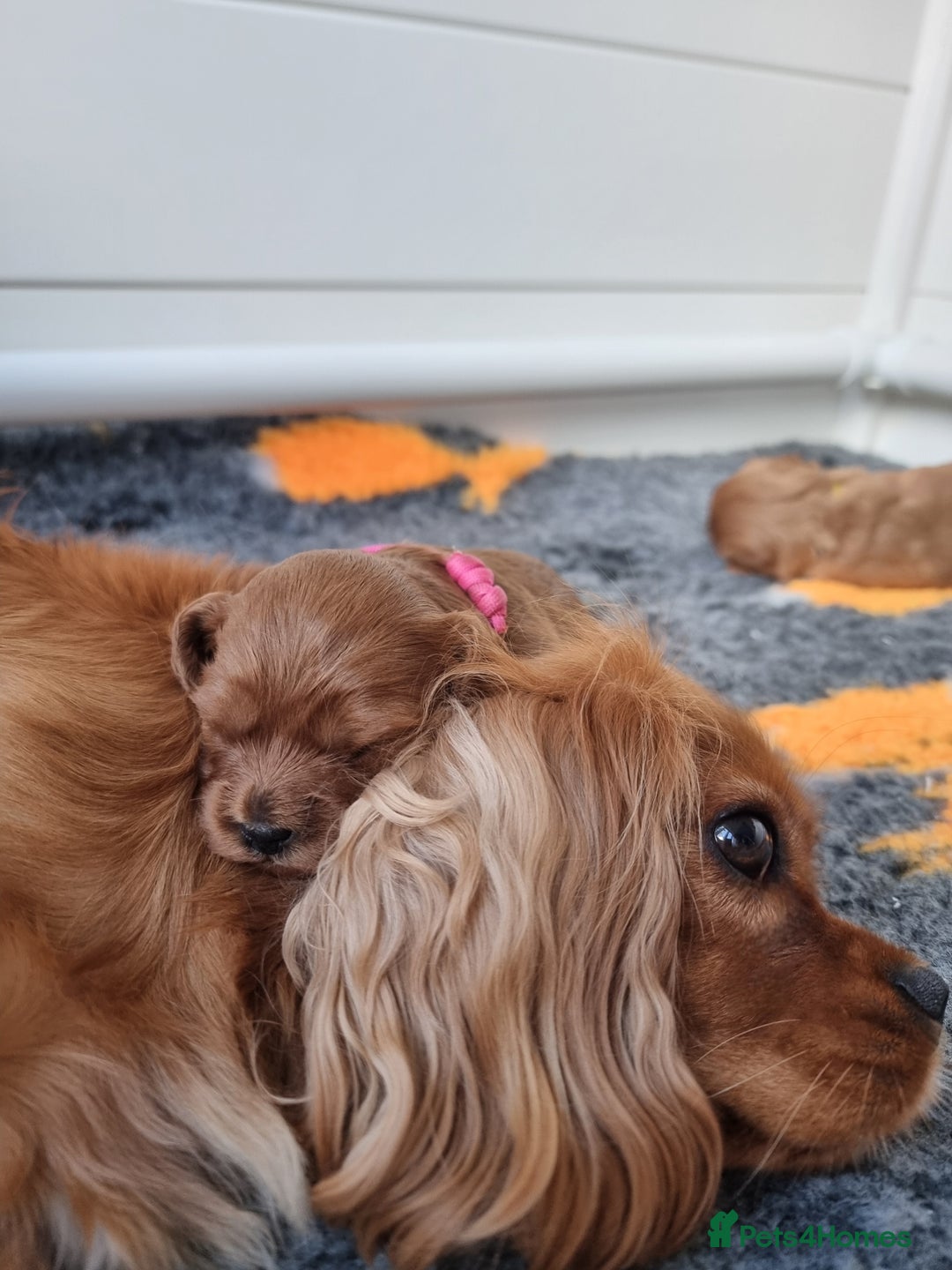 Cavapoo dogs for sale: 🎀 Beautiful F1 Cavapoo Puppies 🎀 - Image 12