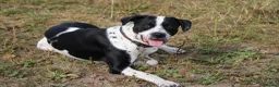 Mixed Breed dogs for sale: 10/11month old dog for rehoming  - Advert 7