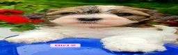 Havanese dogs for sale: 5 Pedigree Havanese Puppies in Doncaster - Advert 9