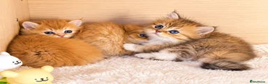 British Longhair 4