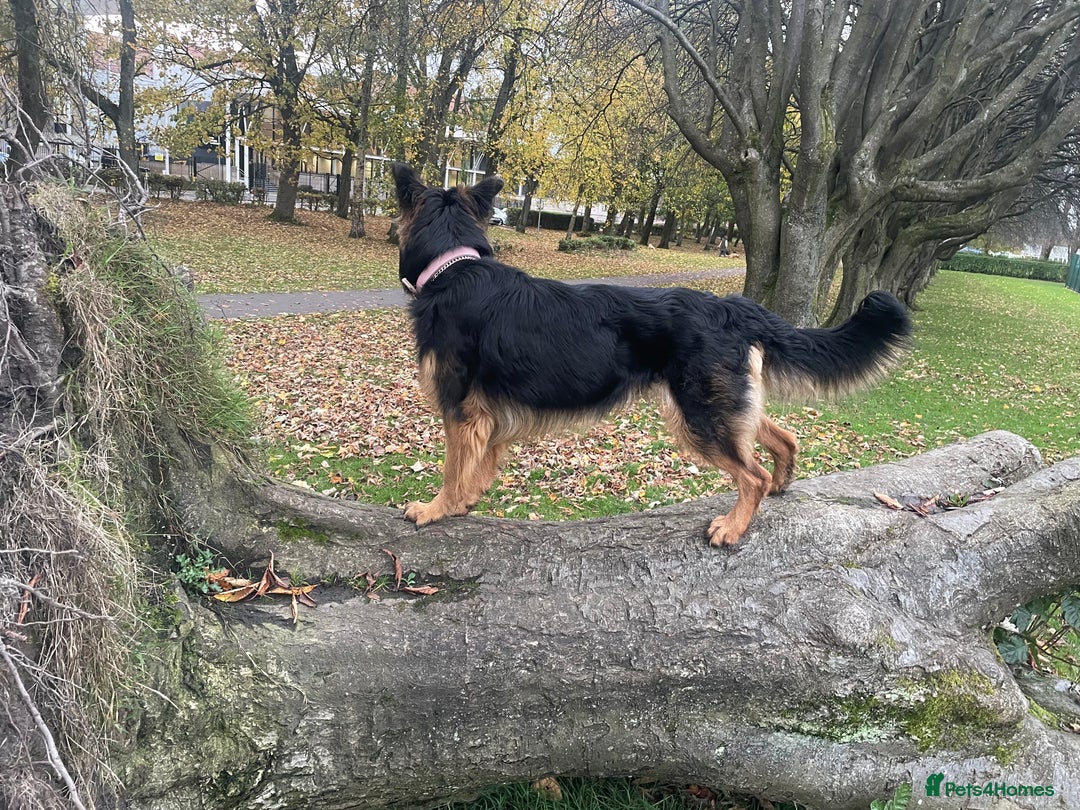 German Shepherd dogs for sale: Upcoming Litter of Pedigree German Shepherd Puppy - Image 12