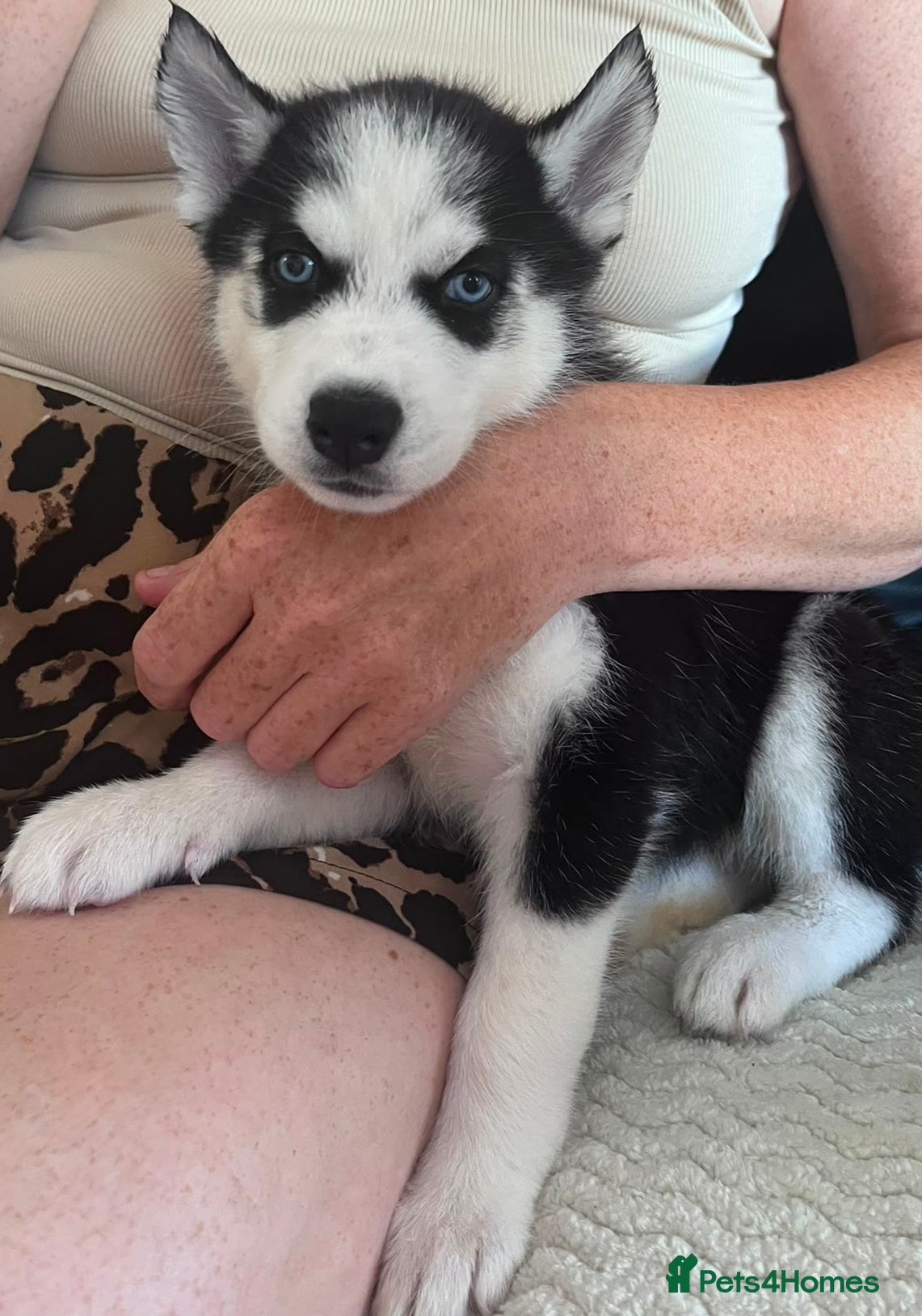 Siberian Husky dogs Beautiful husky pups - Advert 2