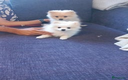 Pomeranian dogs for sale: Bautiful pomeranian puppies - Image 10