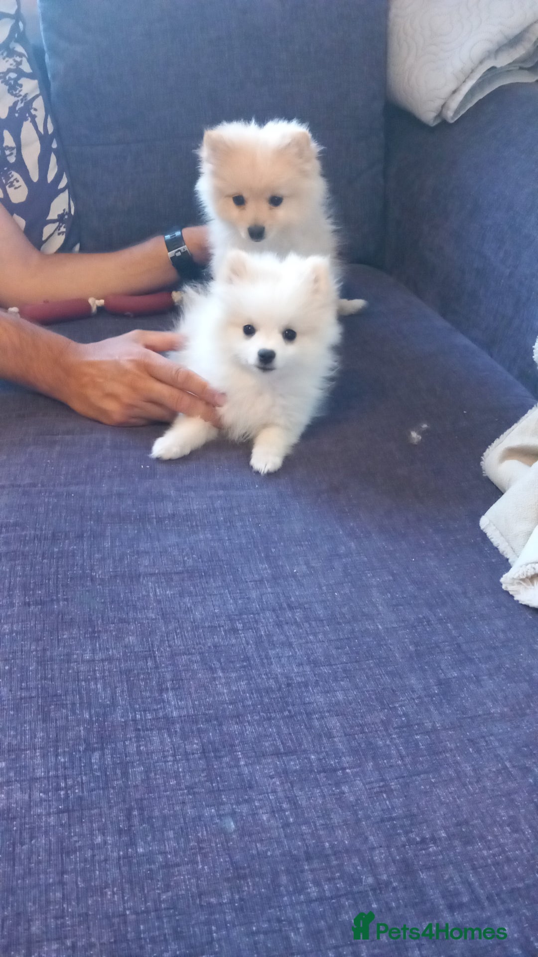 Pomeranian dogs for sale: Bautiful pomeranian puppies - Image 10