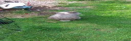 Lionhead rabbits for sale: Lionhead mini lop - Advert 2