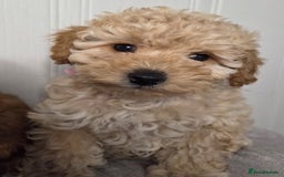 Toy Poodle dogs for sale: Exquisite Toy Poodle Pup - Fully Health Tested  in Gravesend - Image 5