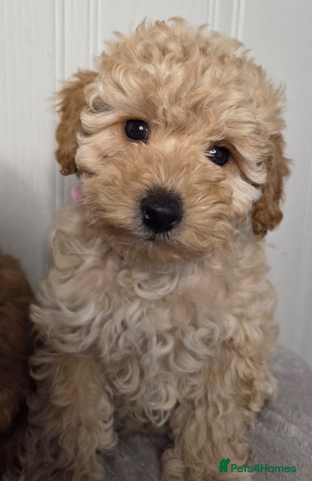 Toy Poodle dogs for sale: Exquisite Toy Poodle Pup - Fully Health Tested  in Gravesend - Image 5