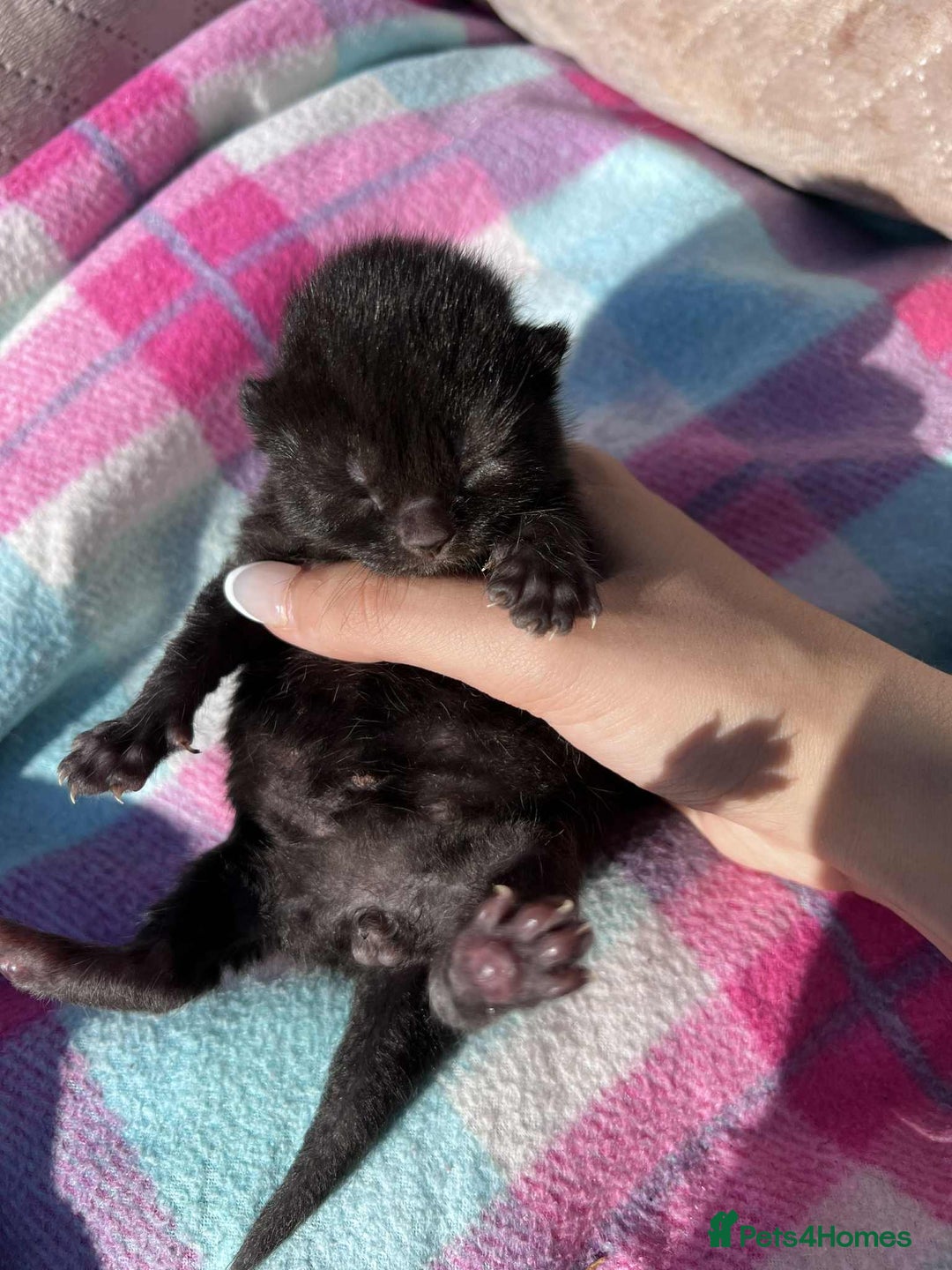 British Shorthair cats for sale: British shorthair/ tuexedo kittens  - Image 11
