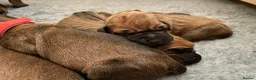 Rhodesian Ridgeback dogs for sale: Born 8th May/KC reg/Family pet/Waiting list open  - Advert 6