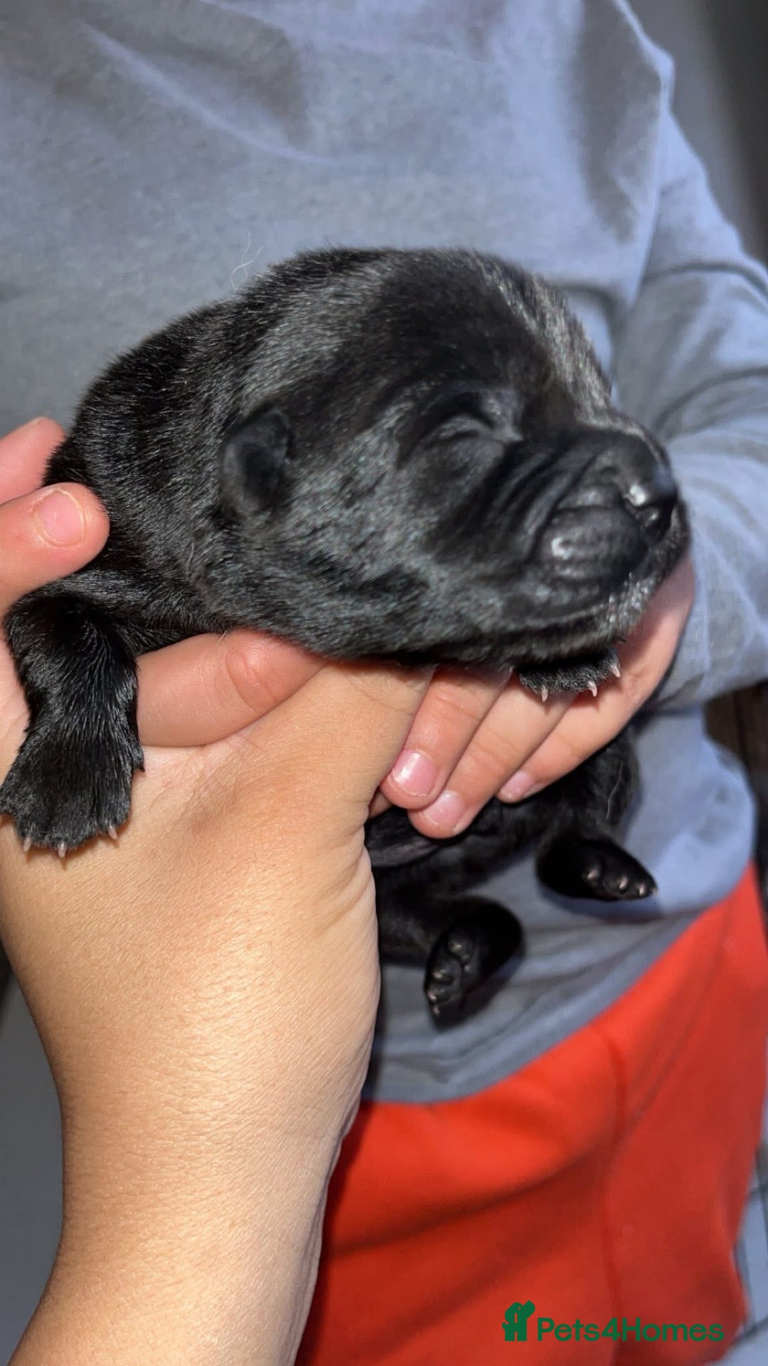 Chow Chow dogs for sale: Chow Puppies – Cream, Grey & Merle Available - Advert 7