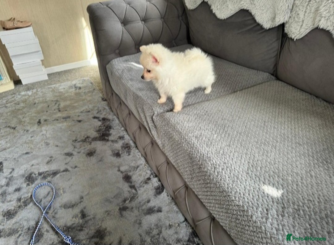 Pomeranian dogs for sale: Pomeranian puppies  - Image 13