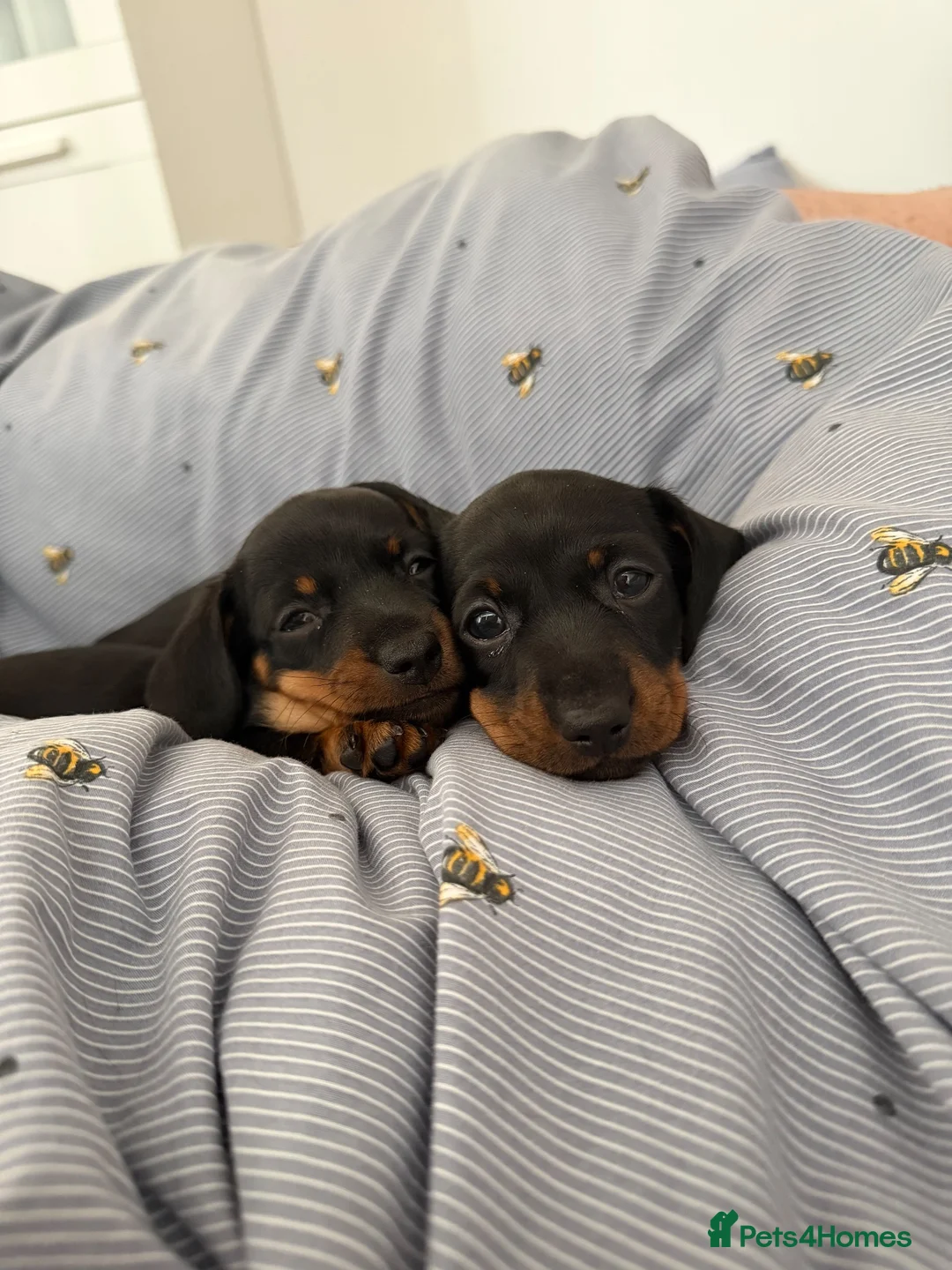 Miniature Dachshund dogs for sale: Stunning Miniature Dachshunds - Advert 2
