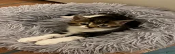 American Shorthair cats for sale: 3 Little Tabbies Looking for Their Forever Homes! - Advert 30