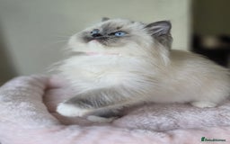Ragdoll cats for sale: 6 Perfect Affectionate, Ready2Go Pedigree Kittens! - Advert 6