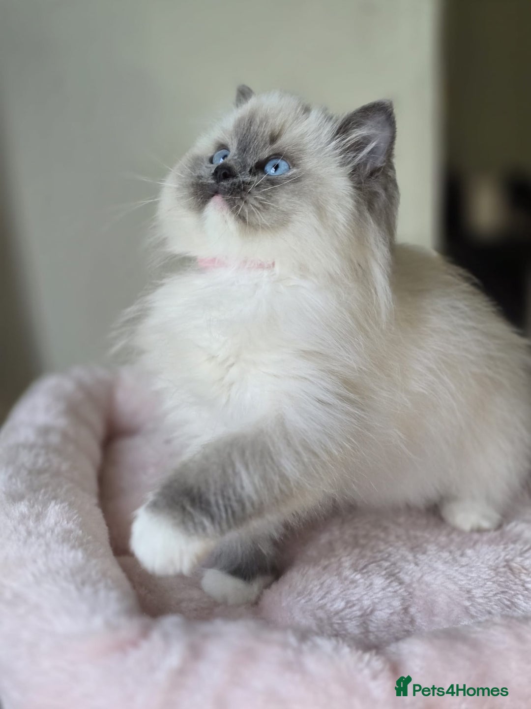 Ragdoll cats for sale: 6 Perfect Affectionate, Ready2Go Pedigree Kittens! - Advert 6