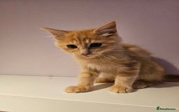 Ragdoll cats for sale: Loving half Ragdolls - Image 20