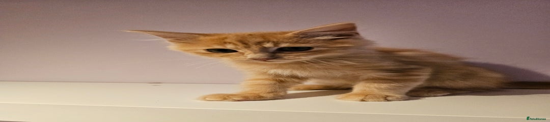 Ragdoll Kitten 1