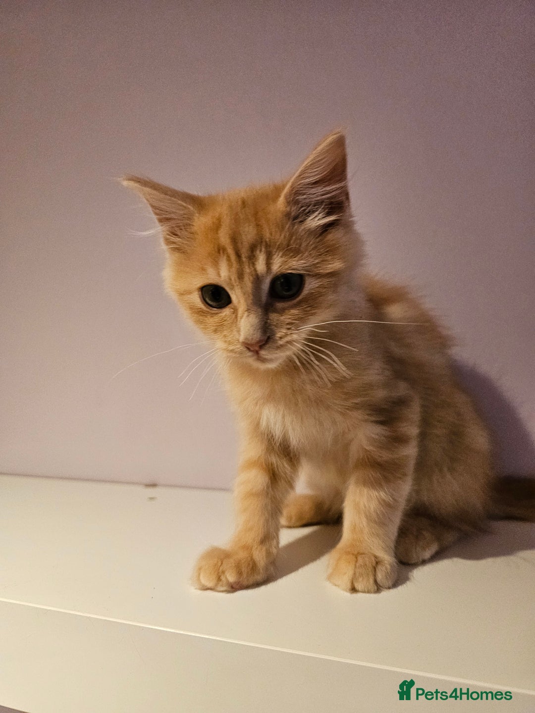Ragdoll cats for sale: Loving half Ragdolls - Image 20