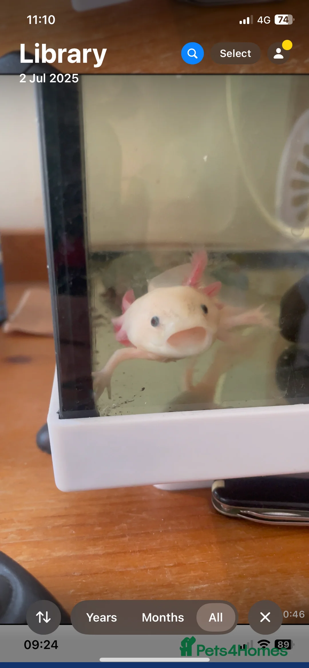 Other/Mixed Breed fish for sale: Axolotls for sale in Walsall - Advert 5