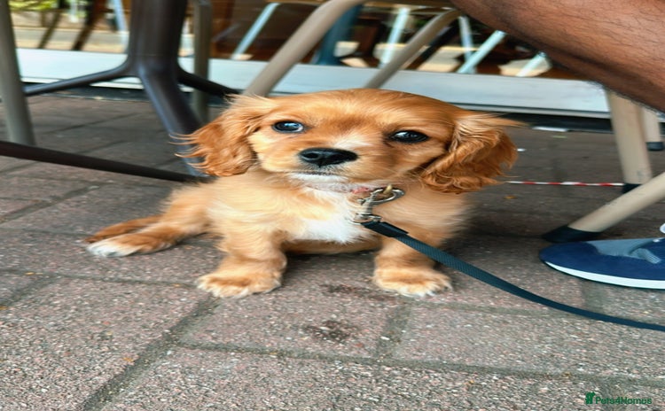 Cavachon dogs - Advert 1