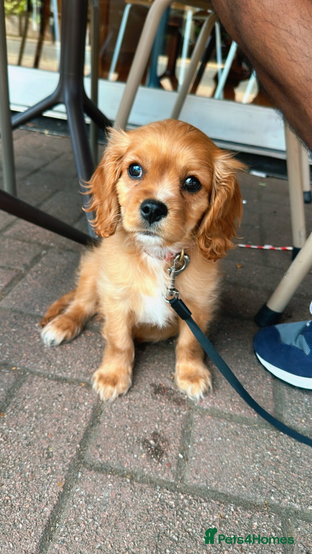 Cavachon dogs for sale: Adorable Cavachon F1B puppy  - Image 1