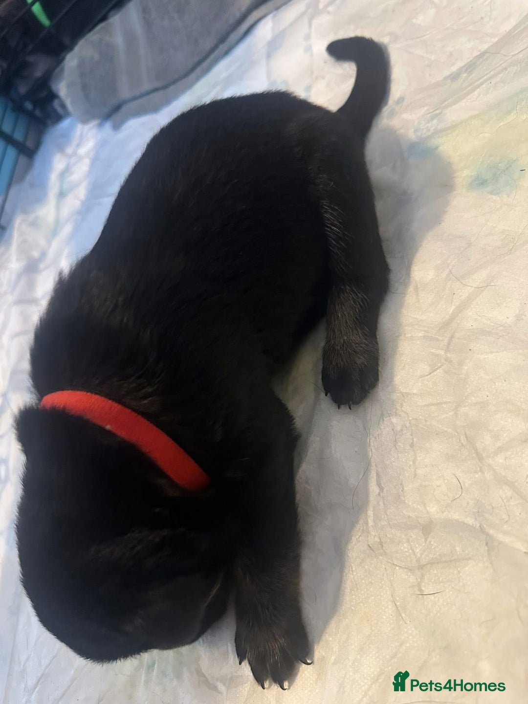 Mixed Breed dogs for sale: 8 beautiful pups, looking for forever home🐾 - Image 11