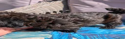 Jackapoo dogs for sale: Jackapoo Pupies  in Walsall - Advert 4