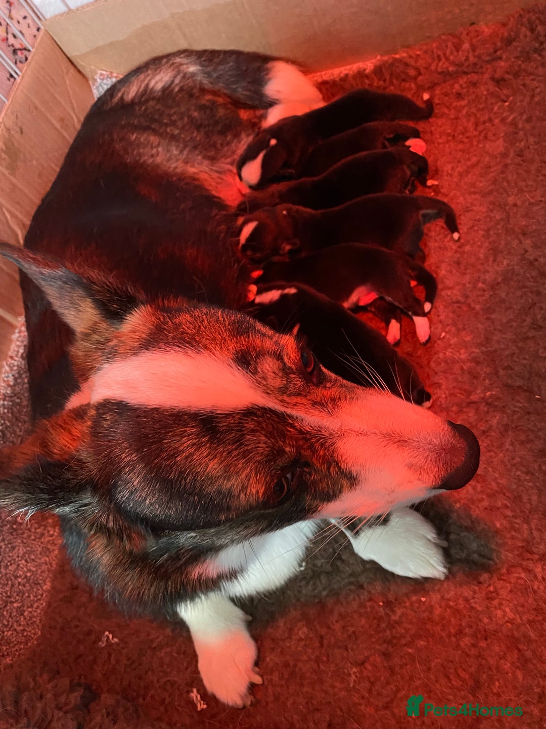Welsh Corgi Cardigan dogs for sale: WELSH CARDIGAN CORGI BABIES FROM 5 ⭐ LICENSED HOME - Image 1