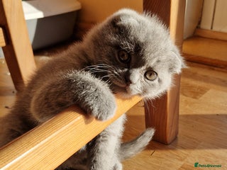 Scottish Fold cats Scottish fold last kitten blue boy - Advert 6