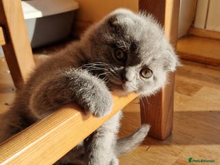 Scottish Fold cats Scottish fold last kitten blue boy - Advert 6