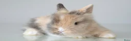 Lionhead rabbits for sale: *Reduced* Quality Double-maned Lionhead Rabbits - Advert 15