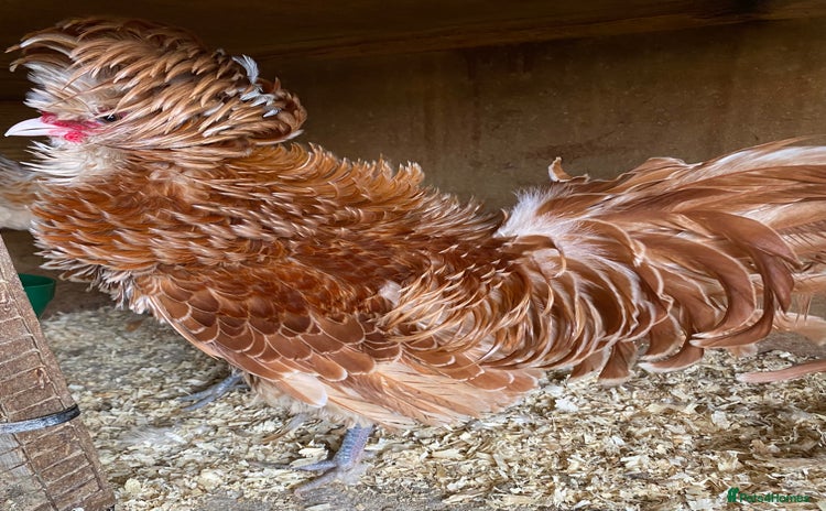 Chickens poultry - Advert 1