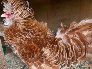 Chickens poultry - Advert 26