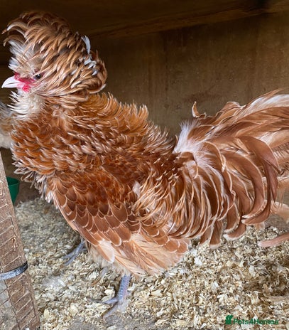Chickens poultry - Advert 1