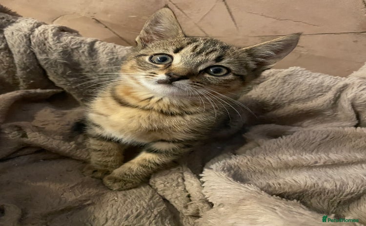 Mixed Breed cats - Advert 14
