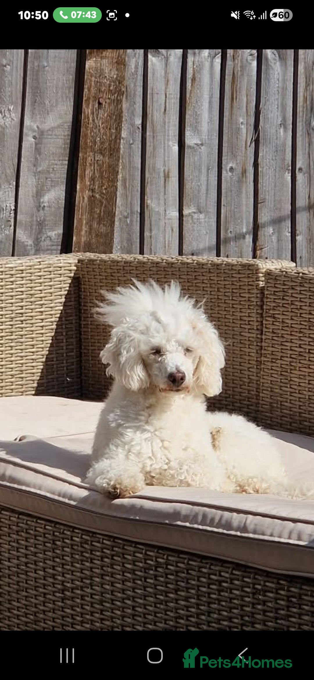 Toy Poodle dogs for stud: Cream stud  - Advert 3