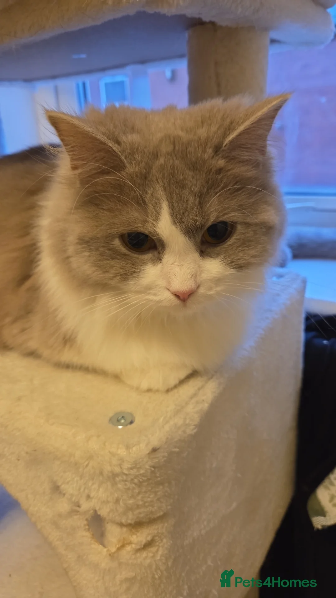 Mixed Breed cats for sale: RAGDOLL X SCOTTISH STRAIGHT  - Advert 7