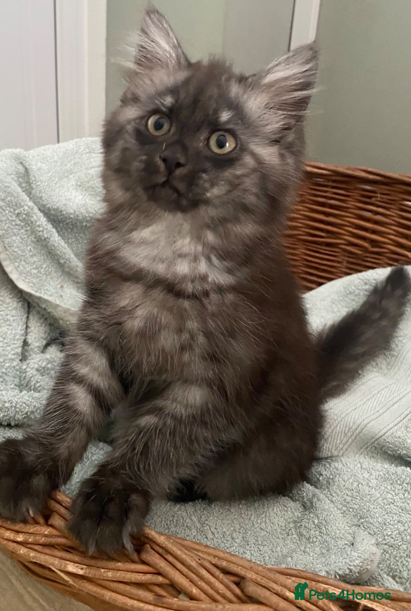 Mixed Breed cats Beautiful fluffy grey ghost girl - Advert 2