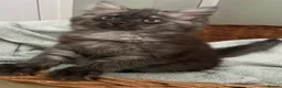 Mixed Breed cats for sale: Beautiful fluffy grey ghost girl - Advert 1