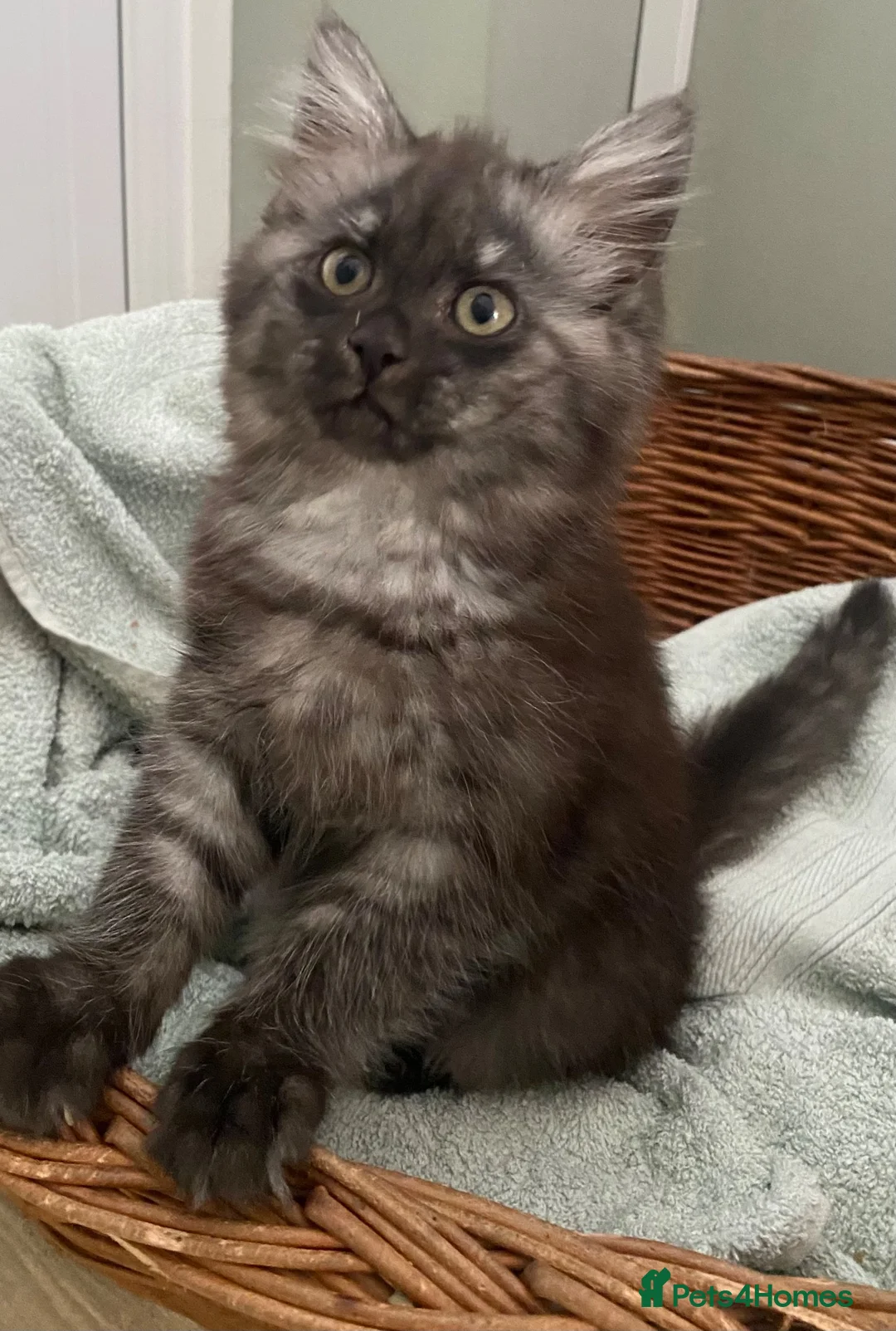 Mixed Breed cats for sale: Beautiful fluffy grey ghost girl - Advert 1