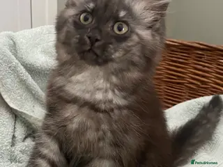 Mixed Breed cats Beautiful fluffy grey ghost girl - Advert 2