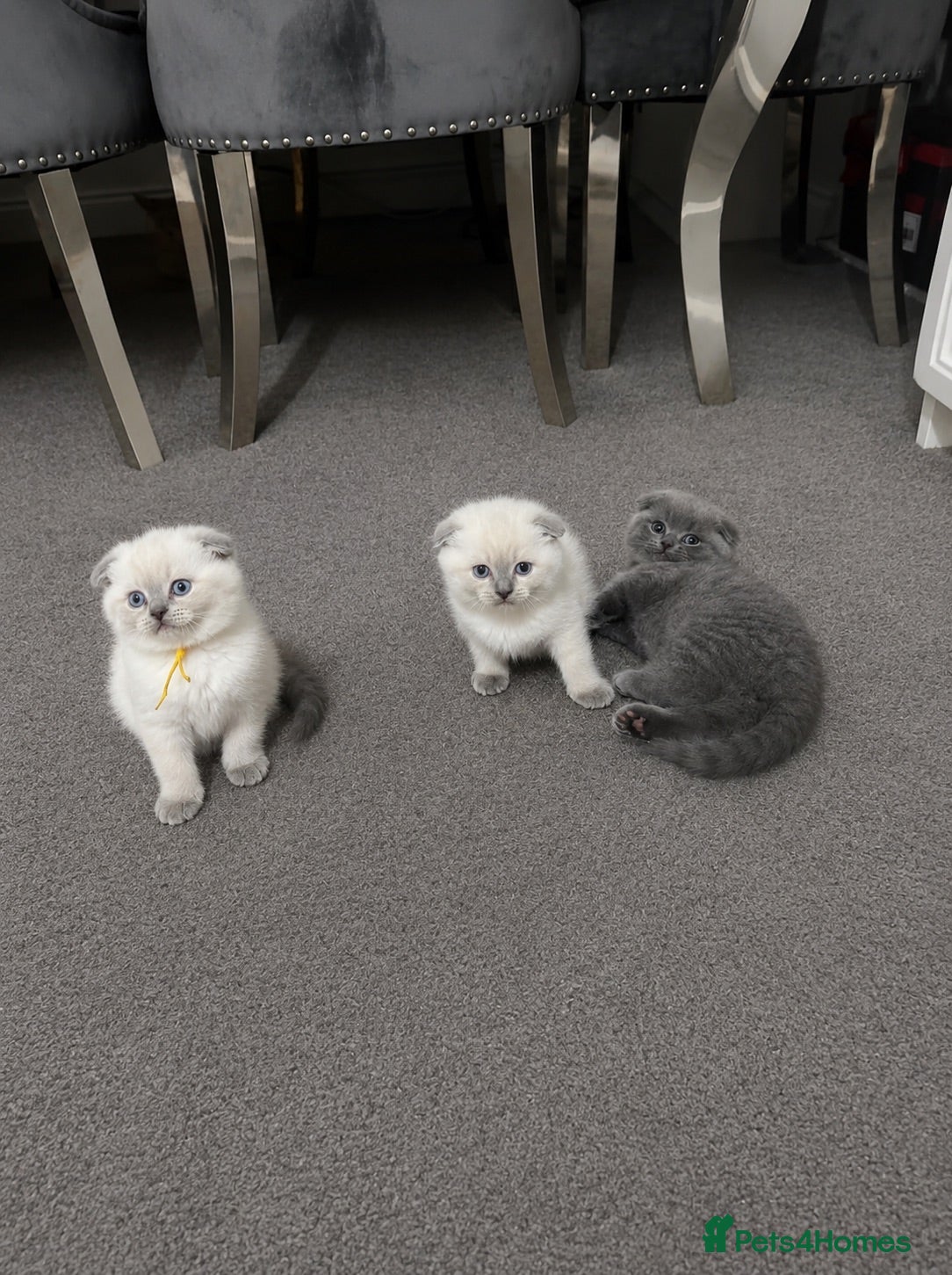 British Shorthair cats British Shorthair kittens READY TO GO - Advert 2